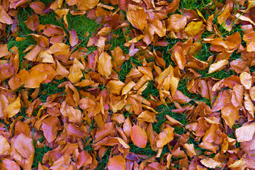 autumn leaves background