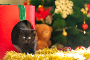 Cute black British Shorthair kitten playing under Christmas tree with ornaments and festive...