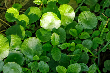 round leaves