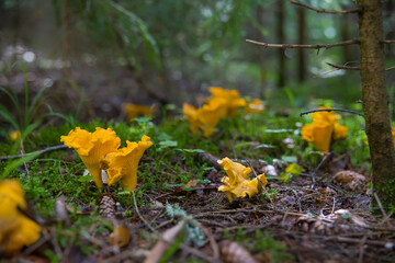 Orange chanterelle mushrooms grow in the forest. © Sergei