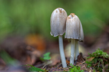 Selective focusing with shallow depth of field. Defocused background. Poisonous hallucinogenic mushrooms grow in the forest.