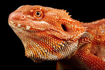 Bearded dragon (Pogona vitticeps)