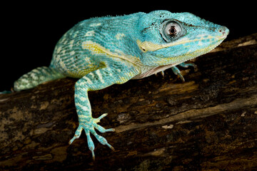 Blue beauty anole (Anolis equestris potior), Cuba
