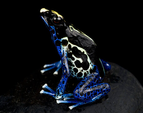 Dying Dart Frog (Dendrobates tinctorius) Cobalt, Suriname