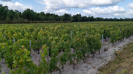 Fototapeta na wymiar line of vines in France in Bordeaux wine country city