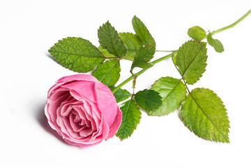 Pink beautiful rose isolated on white background, flower template concept. Close up view