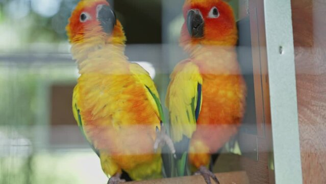 Lovebirds little cute parrots with short tail making happy noisy high tone beaks in the cage at the zoo