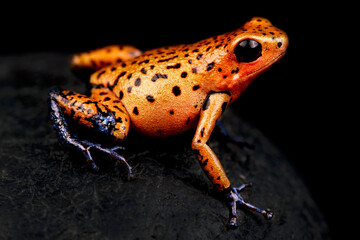 Strawberry dart frog (Oophaga pumilio) Cristobal