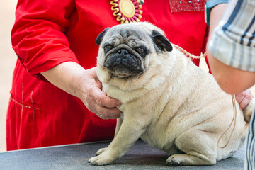 Funny pug at the dog show
