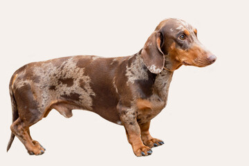 Dachshund dog close up on white background