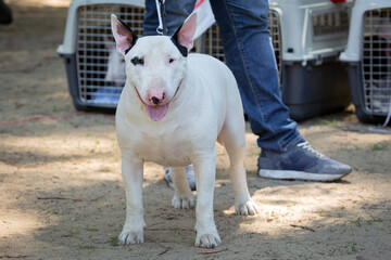 Bull Terrier dog at a dog show