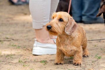 Fototapeta premium Close-up of a dachshund dog at a dog show.
