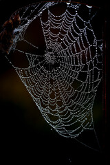 Close-up of a spider web covered with small round beads of dew drops on a dark background in the early morning
