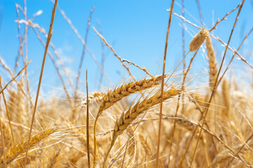 Fototapeta premium Golden wheat surrounded by Golden Rye grass, Blue sky Background