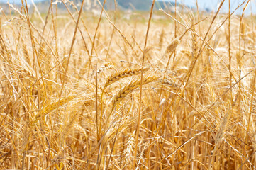 Golden Wheat Oats and Rye