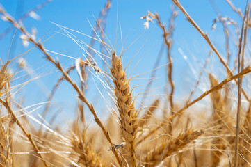 Golden wheat surrounded by Golden Rye grass, Blue sky Background