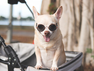 happy and healthy Chihuahua dog  wearing sunglasses, standing in pet stroller with  banyan tree...