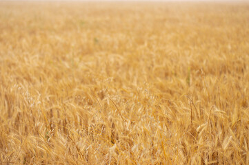 Wild Oats In Front of a Field of Golden Wheat