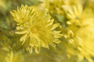 Macro / closeup of cluster of yellow mum flowers.