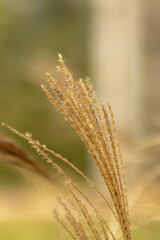 Vertical image of golden fountain grass; close up details