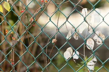 Decaying plant leaves weaving through chainlink fence