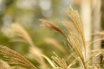 Golden Fountain Grass in the Sunlight