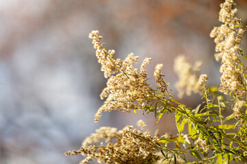 Close up of ivory flowers in the sun; negative space