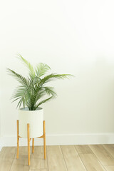 Tropical plant in boho plant stand against a white wall