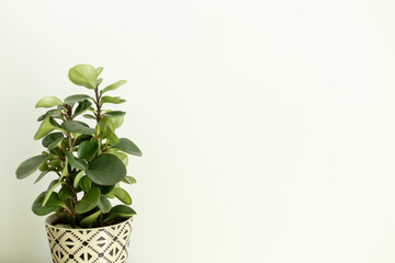 House plant against white wall creating negative space