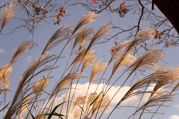Fototapeta premium Close-up of Ornamental Grass with Blue Sky