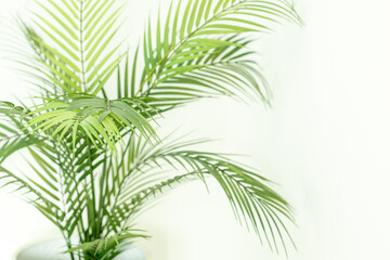Close up image of tropical plant against white backdrop
