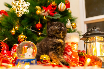 Cute black tortie British Shorthair kitten playing under Christmas tree with ornaments and festive lighting in living room at home. Cat celebrating Christmas festival and holiday season with family.