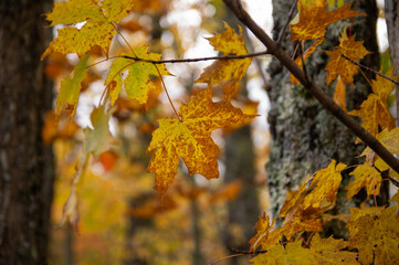 Maple leaves in the woods on a cold dreary afternoon