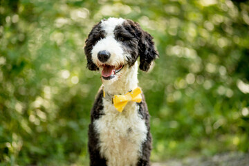 Close up of happy black and white dog wearing yellow bow tie