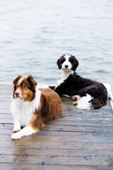 Medium sized dogs laying down on cottage dock on the lake