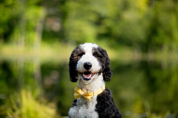 Close up of happy black and white dog wearing yellow bow tie
