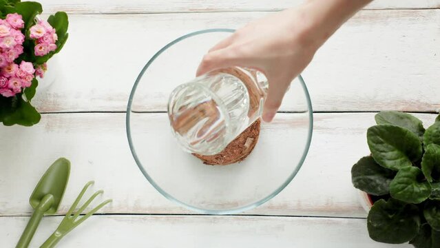 Female hand pours water from a glass of dried coconut substrate in a glass bowl standing on a wooden white background, with plants and small garden tools. Flat lay. Concept of home eco gardening