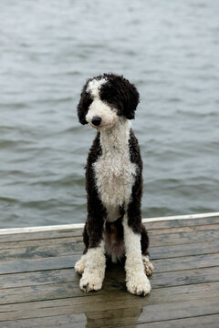 Contemplative sheepadoodle dog sitting on cottage dock, tilting head