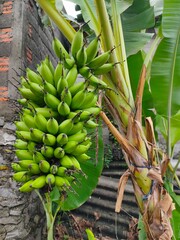 image of a banana tree that is already bearing lots of bananas in the home plantation