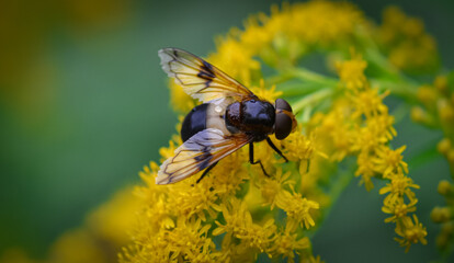 bee on yellow flower