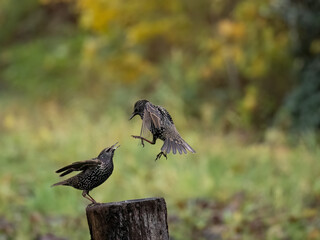 Star (Sturnus vulgaris)