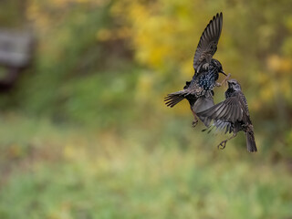 Star (Sturnus vulgaris)