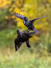 Star (Sturnus vulgaris)