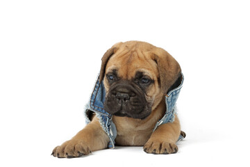 lying puppy bullmastiff isolated on white 