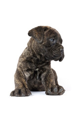 sitting puppy bullmastiff isolated