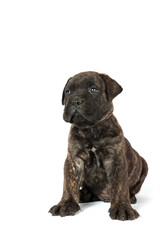Obraz premium sitting puppy bullmastiff isolated