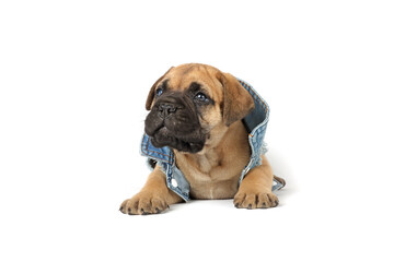 lying puppy bullmastiff isolated on white 