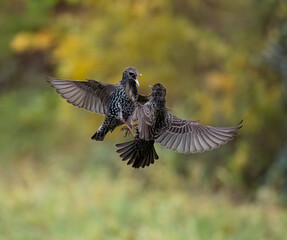 Star (Sturnus vulgaris)