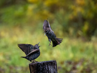 Star (Sturnus vulgaris)