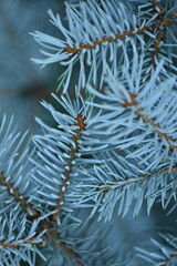 background of blue Christmas tree branches, blue branches of a Christmas tree close-up,  short needles of a coniferous tree close-up on a green background, texture of needles of a Christmas tree close
